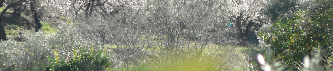 cropped-almendros2009-023.jpg